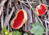ohnivec rakouský (Houby), Sarcoscypha austriaca (Fungi)